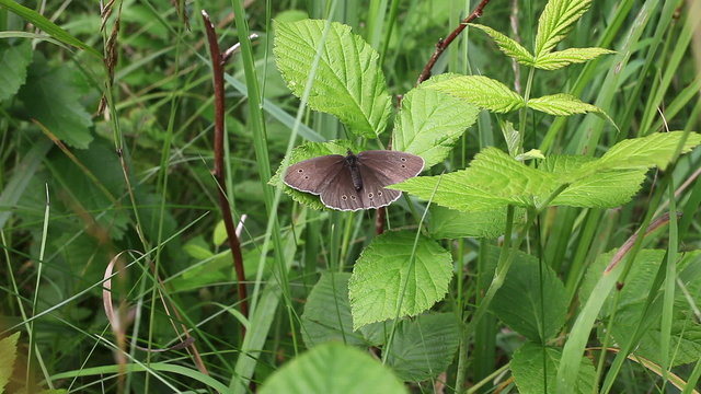 Brauner Waldvogel - Aphantopus hyperantus