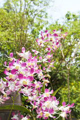Obraz premium Pink Orchid