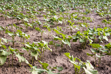 beans plantation on litle farm