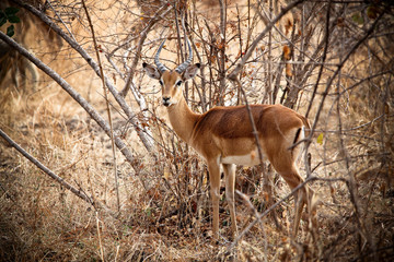 Young male impala