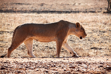 lioness