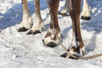Four feet of reindeer.
