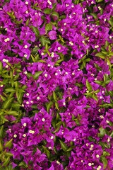 Purple bougainvillea flower close-up