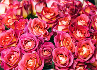 Red Roses background