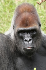 Portrait Gorille des plaines