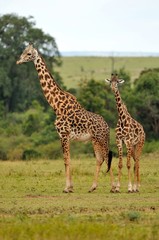 Giraffa