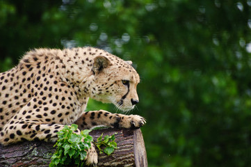 Naklejka na ściany i meble Cheetah Acinonyx Jubatus Big Cat