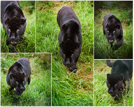 Compilation of five image of Black Jaguar Panthera Onca