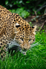 Beautiful leopard Panthera Pardus big cat amongst foliage