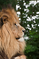 Portrait of King of the Jungle Lion Panthera Leo big cat