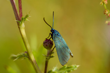 Ampfer-Grünwidderchen