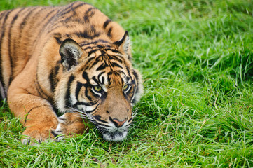 Portrait of Sumatran Tiger Panthera Tigris Sumatrae big cat