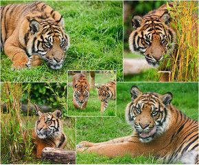 Compilation of images of Sumatran Tiger Panthera Tigris Sumatra