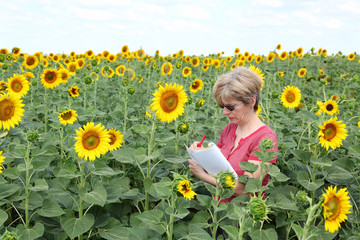 Agronomy expert examine sunflower field