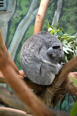 Koala durmiendo en una rama