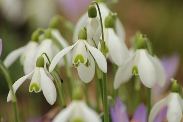 Obraz premium Schneeglöckchen
