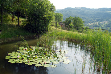 Mountain ninfea landscape
