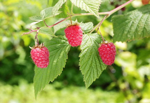The ripe raspberry on the branch