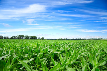 Green corn field - obrazy, fototapety, plakaty