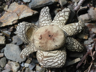 Gemeiner Wetterstern (Astraeus hygrometricus)