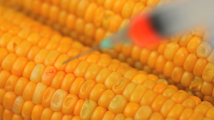 Syringe injecting a product in corn - Powered by Adobe