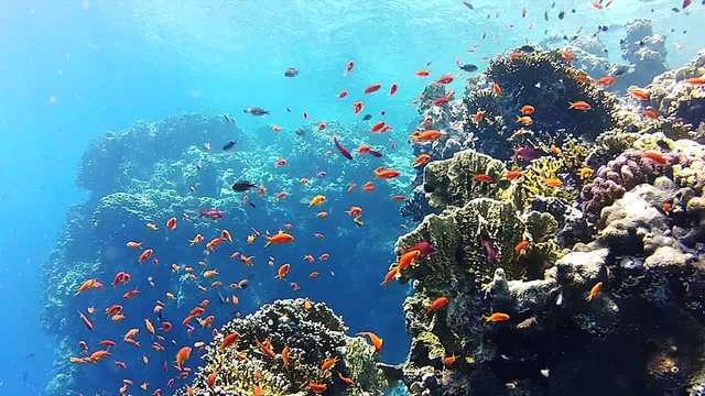 school of fish | reef