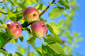 Red apples on an apple-tree branch in the garden