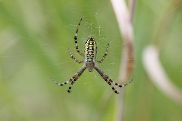 Wespenspinne (Argiope bruennichi)