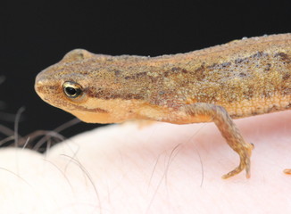 Teichmolch auf der Hand