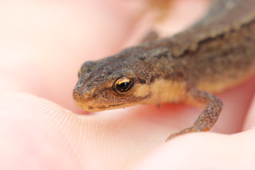 Teichmolch auf der Hand