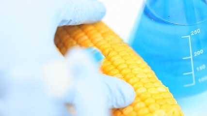 Chemist injecting a product in corn - Powered by Adobe
