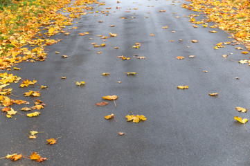 Regennasse Straße im Herbst, Ahornlaub, Reinigungspflicht