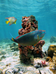 Underwater marine life in the Caribbean sea with two colorful tropical fish parrotfish and angelfish, and a column of sea sponges