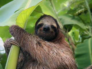 Three-toed sloth in a banana tree, Costa Rica, Central America © dam
