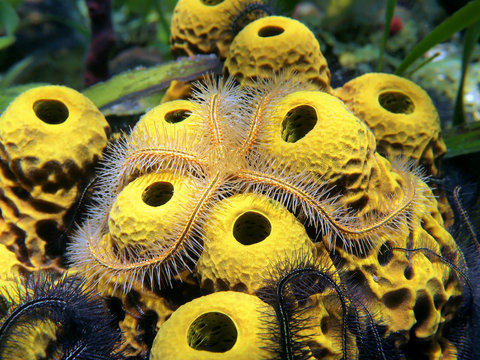 Close-up view of a sponge brittle star, Ophiothrix suensonii, over yellow tube sponges