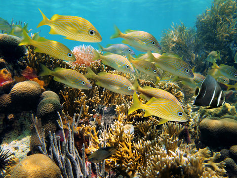 Fototapeta Tropical fish school in a coral reef underwater in the Caribbean sea, Mexico