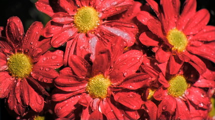 Red daisy flowers in super slow motion receiving water - Powered by Adobe