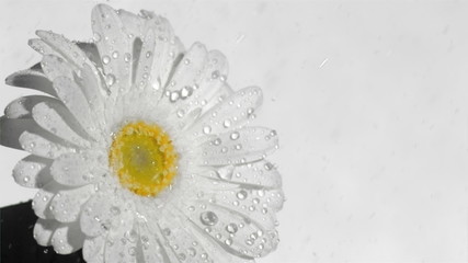 White flower in super slow motion being soaked - Powered by Adobe