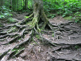 Sprawling Tree Roots 2