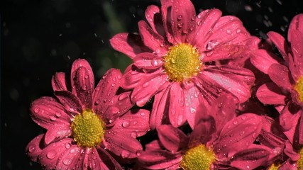 Pink chrysanthemums in super slow motion being soaked - Powered by Adobe