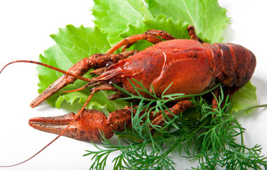 crayfish 
