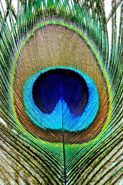 Fototapeta peacock feather