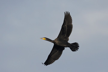 Great Cormorant (Phalacrocorax carbo)