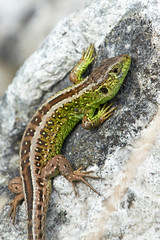 Sand lizard (Lacerta agilis)