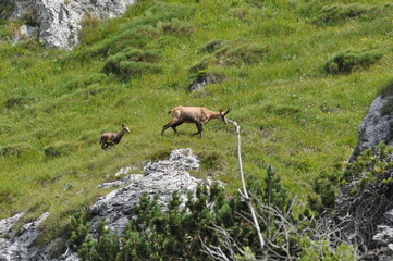 femmina di camoscio con piccolo