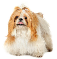 Shih Tzu dog in studio