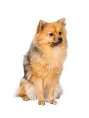 Pomeranian Spitz dog in studio