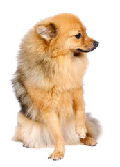 Obraz premium Pomeranian Spitz dog in studio