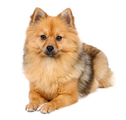 Pomeranian Spitz dog in studio