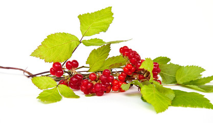 Rubus saxatilis or Stone Bramble